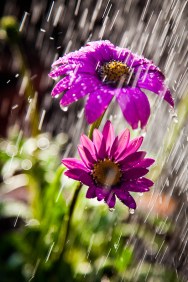 rain_in_the_garden_by_darkosikman
